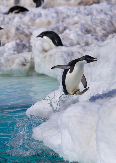 Vụ đánh ghen tàn bạo và xót lòng nhất lịch sử loài chim cánh cụt!!!